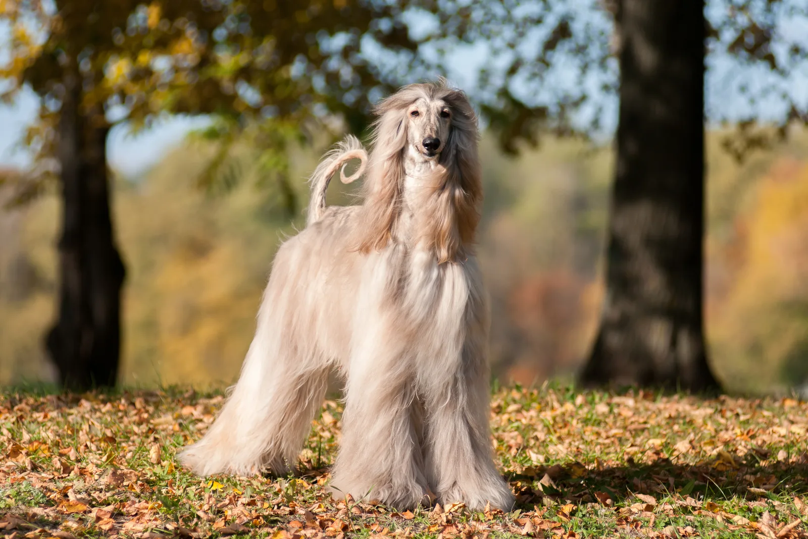 Afghan Hound standing in the wood