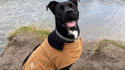 Akita Pitbull Mix - A Powerful Dog For Experienced Owners