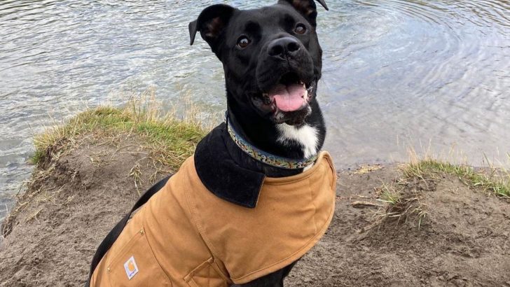 Akita Pitbull Mix – A Powerful Dog For Experienced Owners