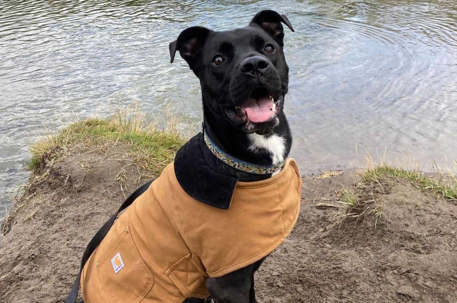 akita pitbull mixed breed dog