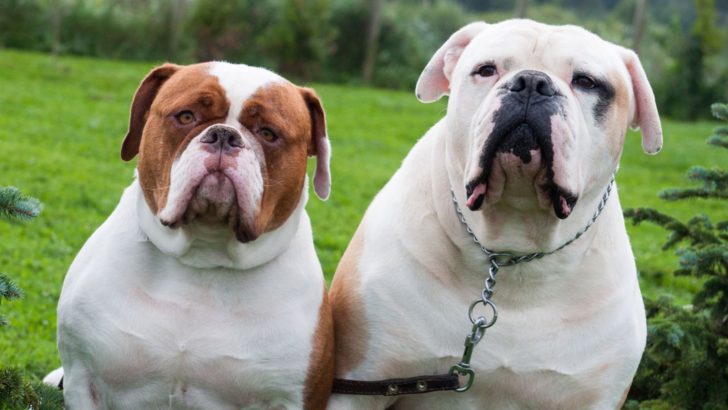 American Bulldog Colors That Will Make You Go Wow