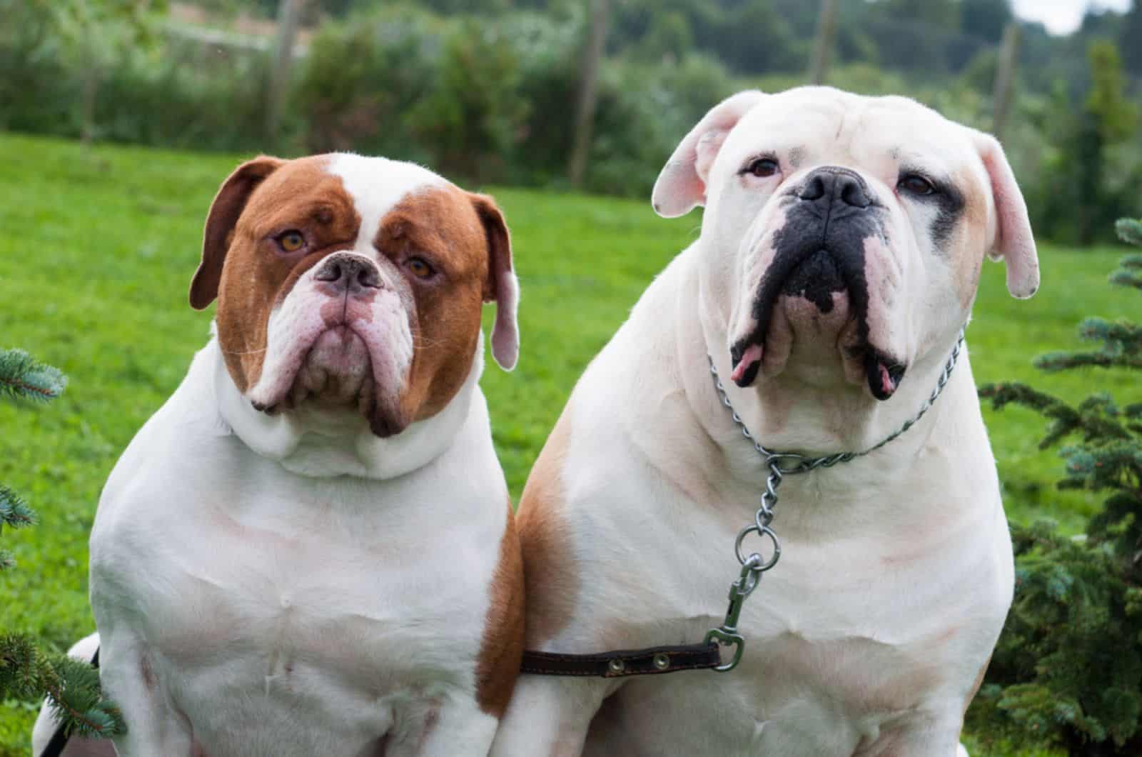 two american bulldogs