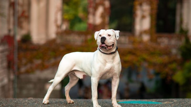 American Bulldog Mixes: 37 And Counting