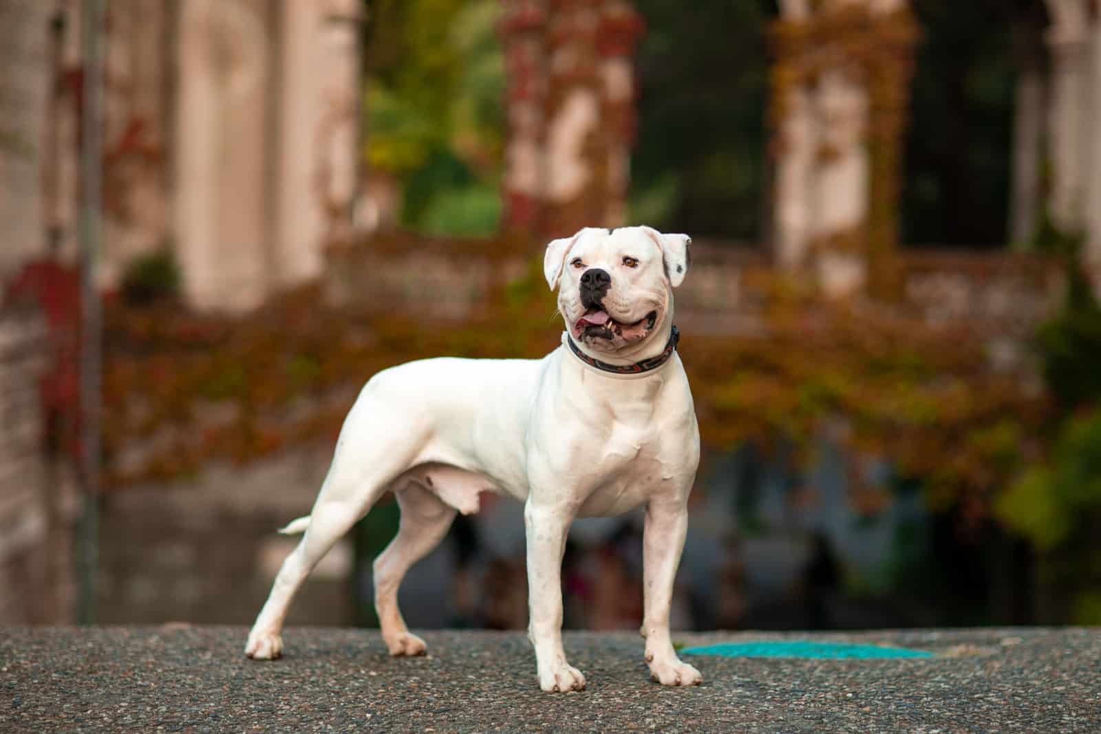 american bulldog portrait