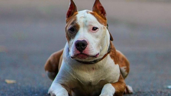 American Bulldog Pitbull Mix: All About These Sweet-Hearted Dogs