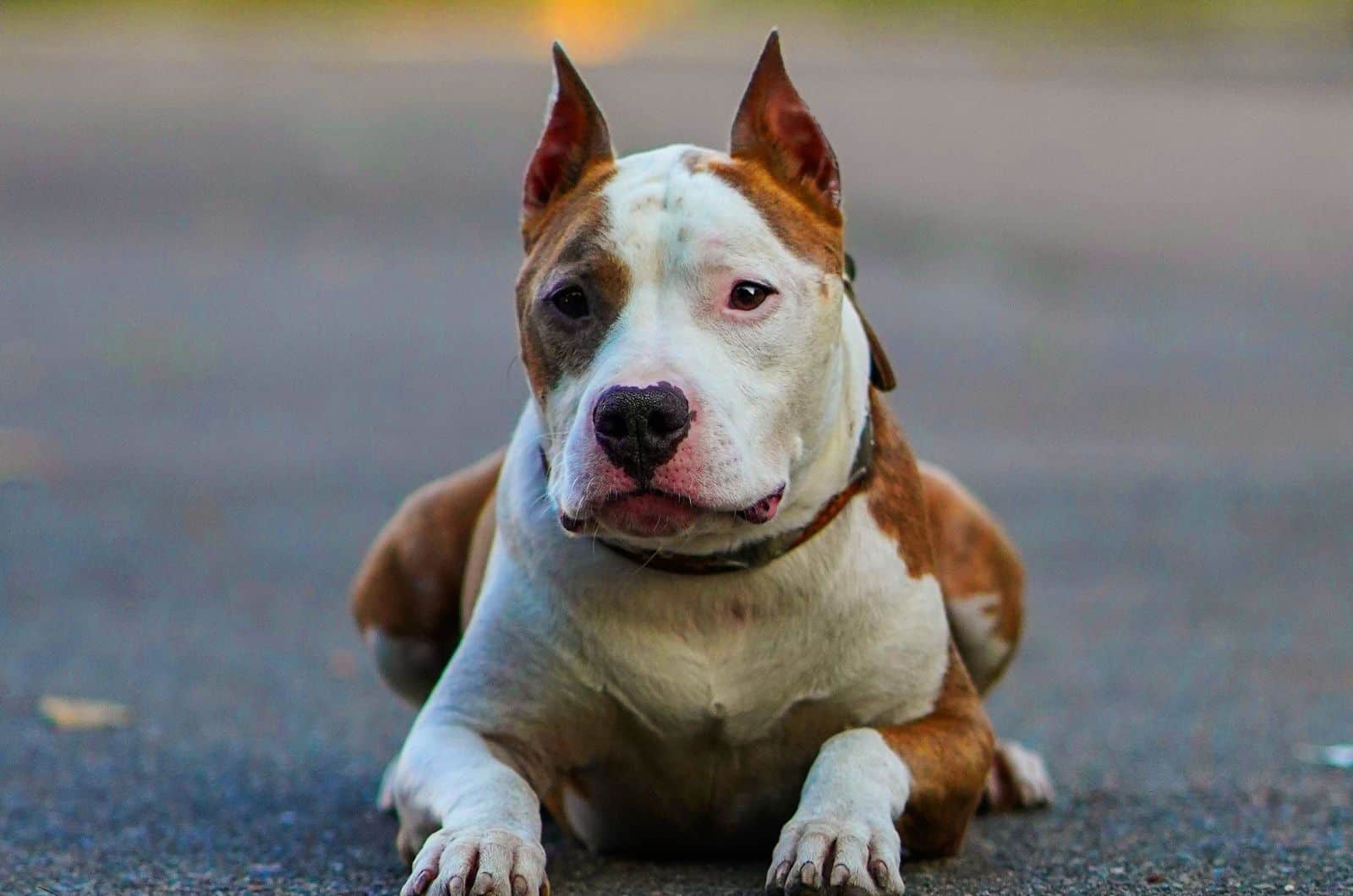 American Bulldog Pitbull Mix sitting outside