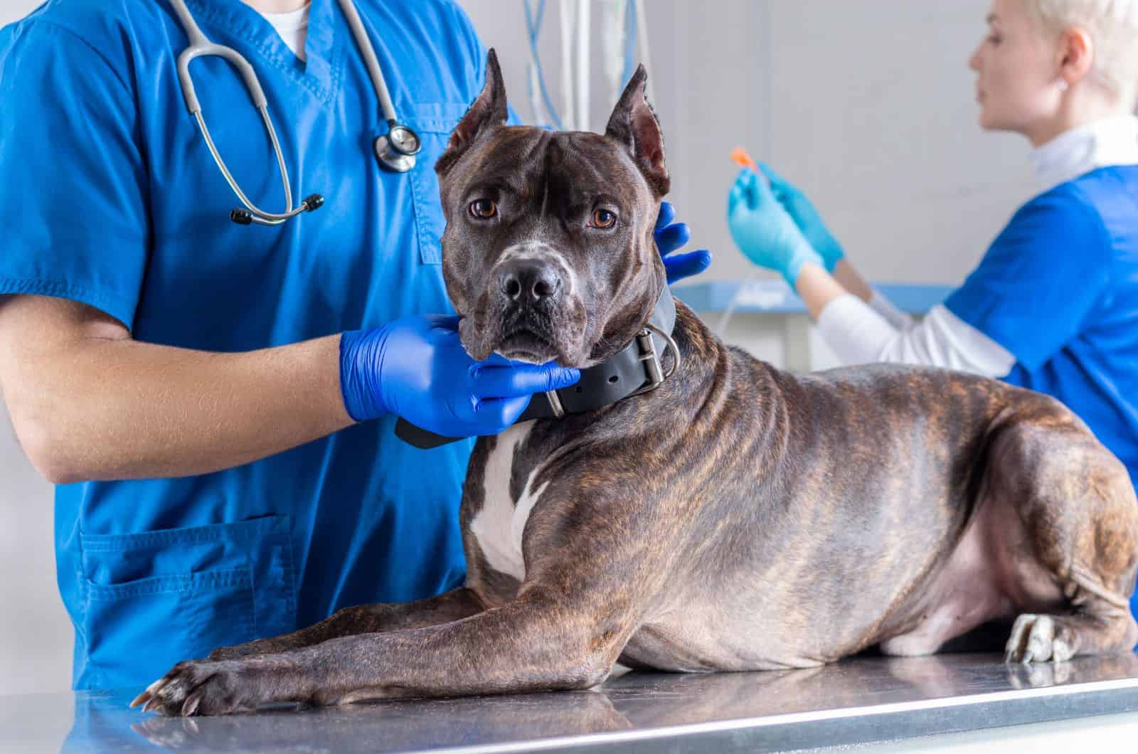 American Bulldog Pitbull Mix doga at vet's