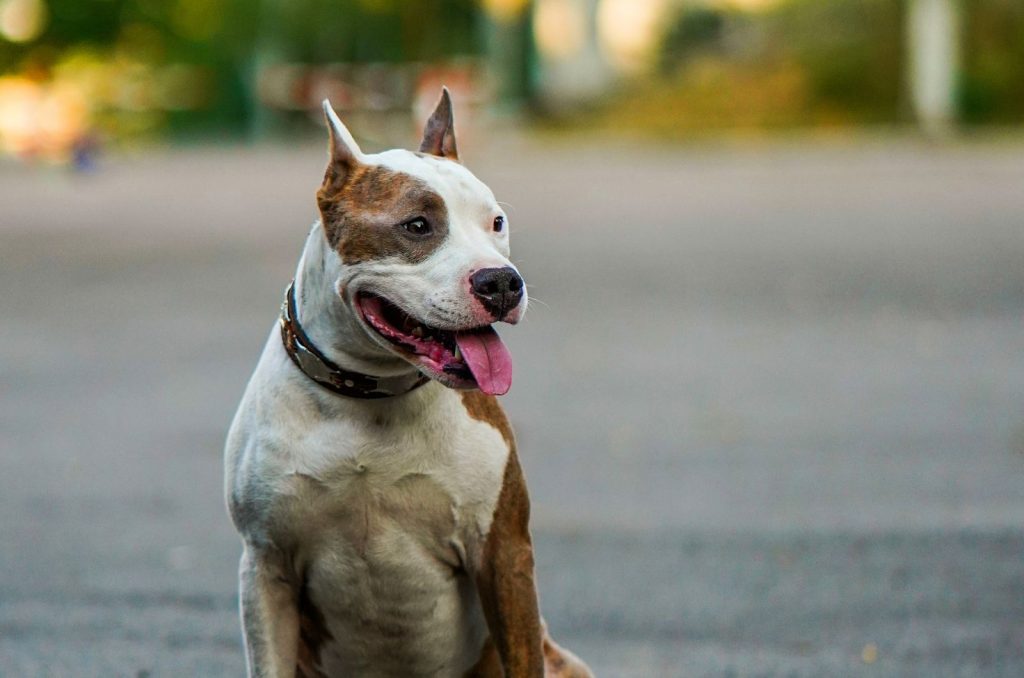 American Bulldog Pitbull Mix: All About These Sweet-Hearted Dogs