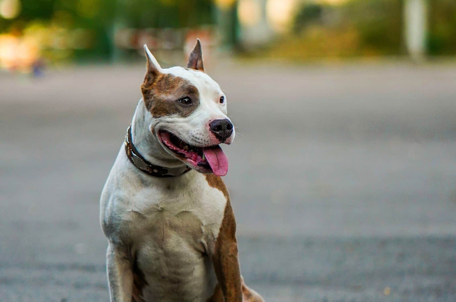 American Bulldog Pitbull Mix posing for photo