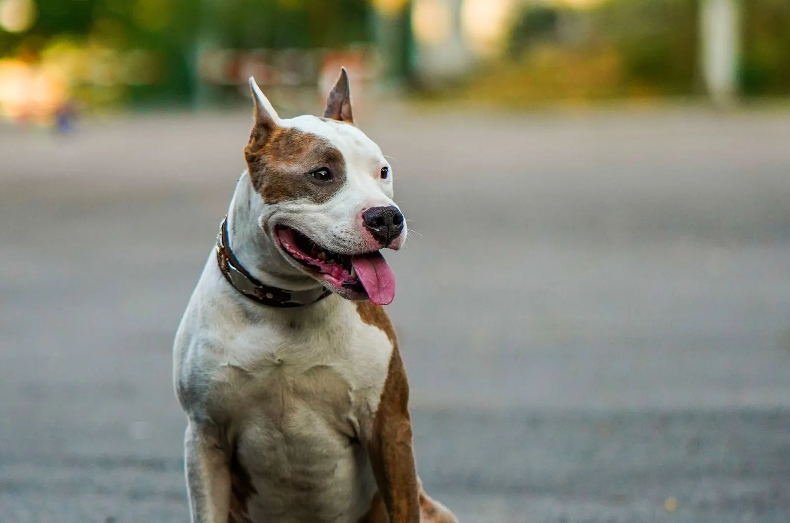 American Bulldog Pitbull Mix posing for photo