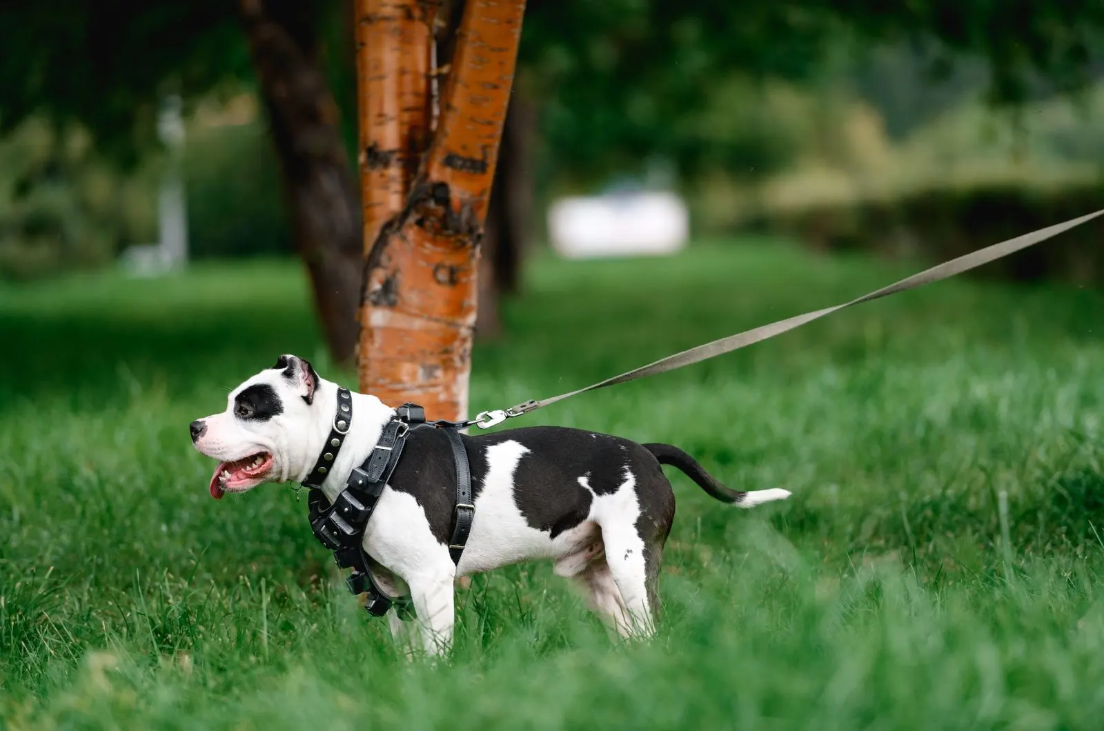 American Bulldog Pitbull Mix standing on grass