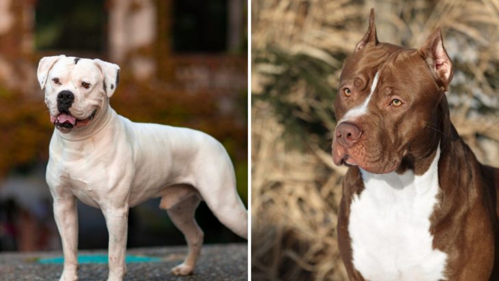 American Bulldog Vs Pitbull Terrier: Which One Is The Better Dog Breed For You