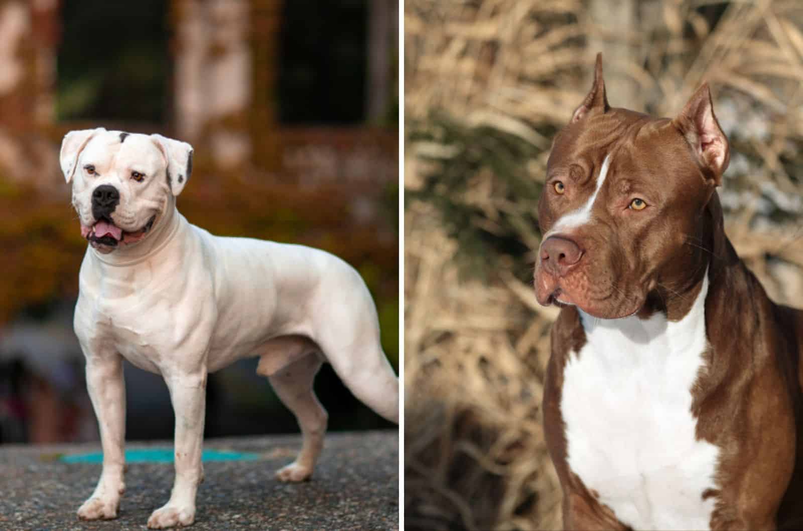 American Bulldog Vs Pitbull Terrier Which One Is The Better Dog Breed For You