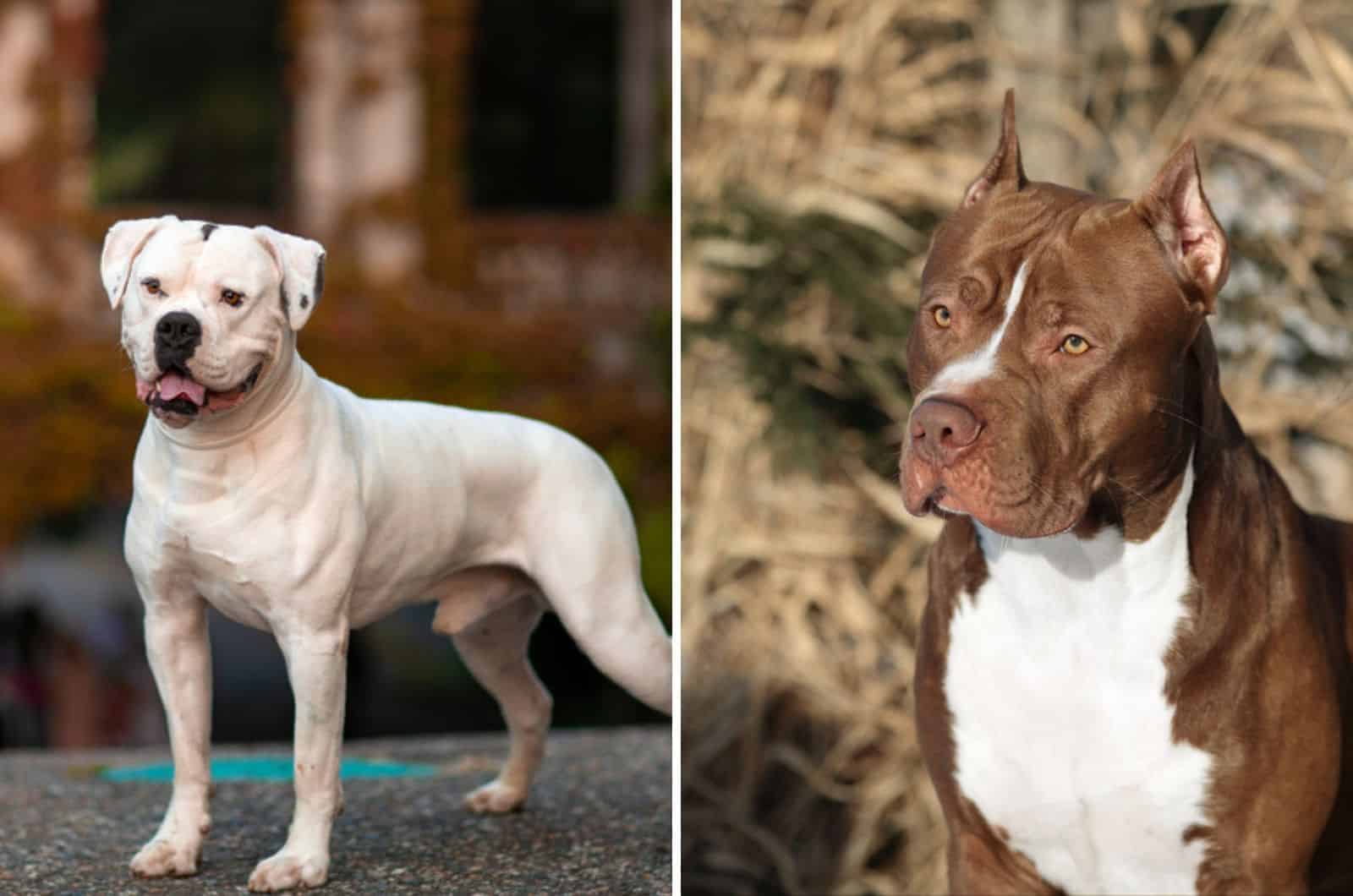 American Bulldog Vs Pitbull Terrier: Which One Is The Better Dog Breed For You