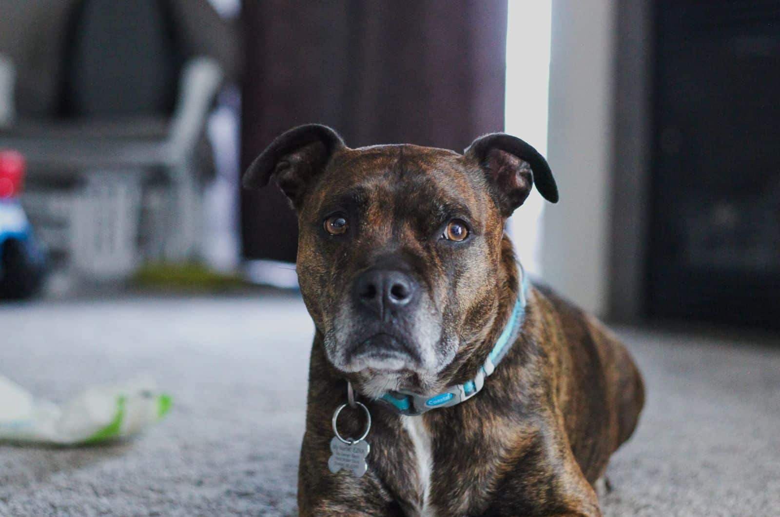 American Bulldog sitting on carpet