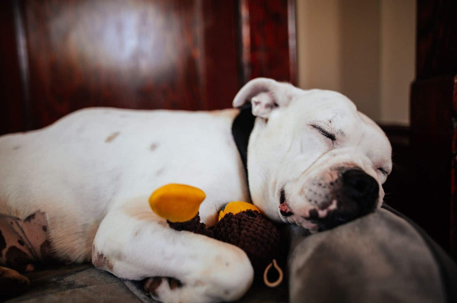 American Bulldog sleeping on sofa