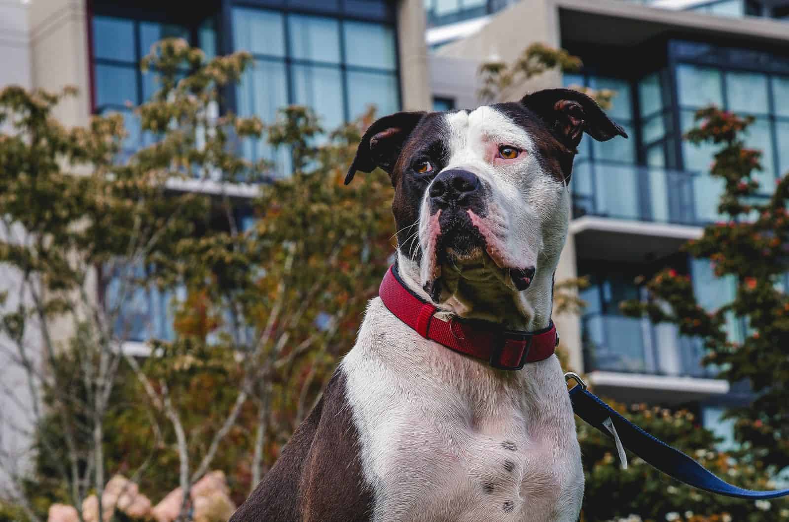 American Bulldog standing outside looking into distance