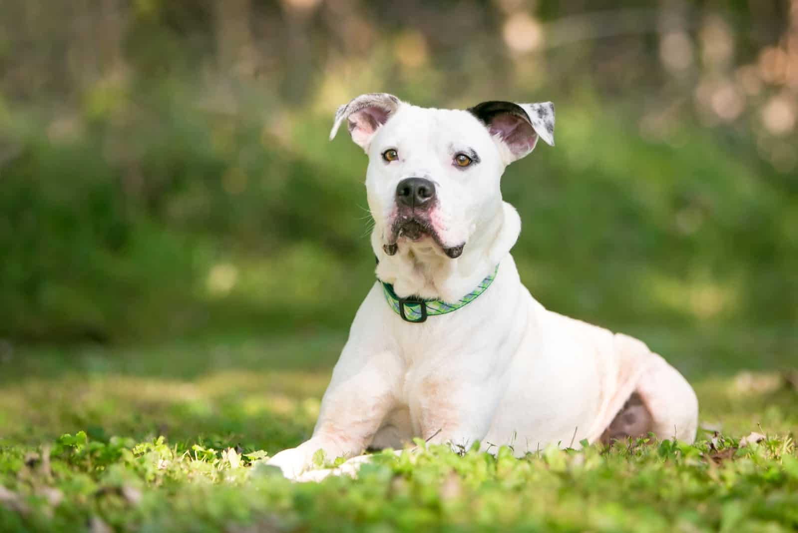 American Bulldog sitting on grass looking away