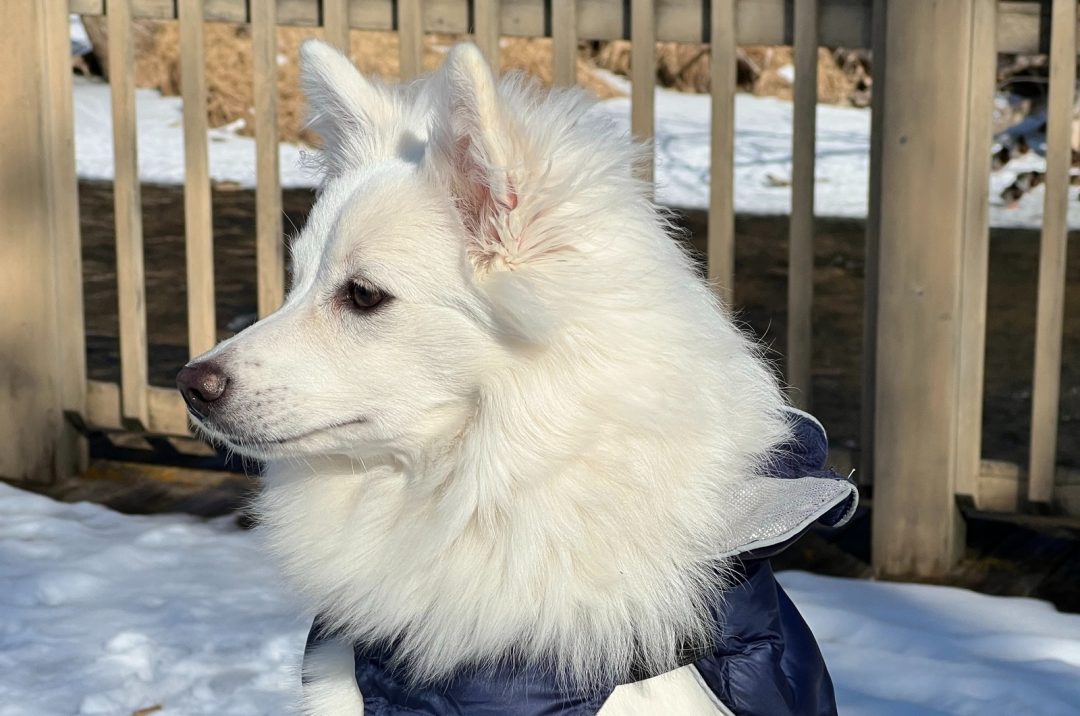 Meet 5 American Eskimo Breeders And The Affordable Eskie