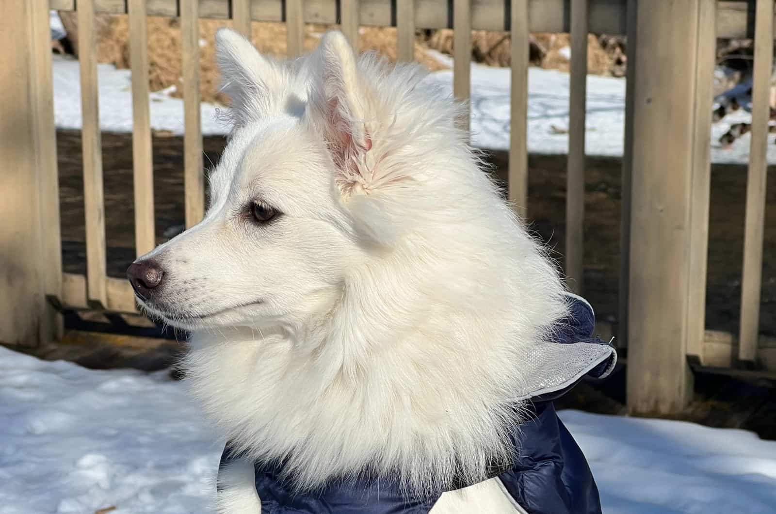 American Eskimo looking into distance