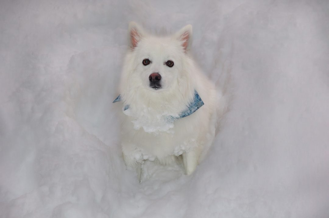 Meet 5 American Eskimo Breeders And The Affordable Eskie