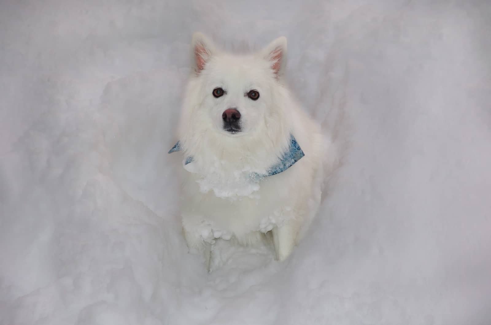 American Eskimo looking up