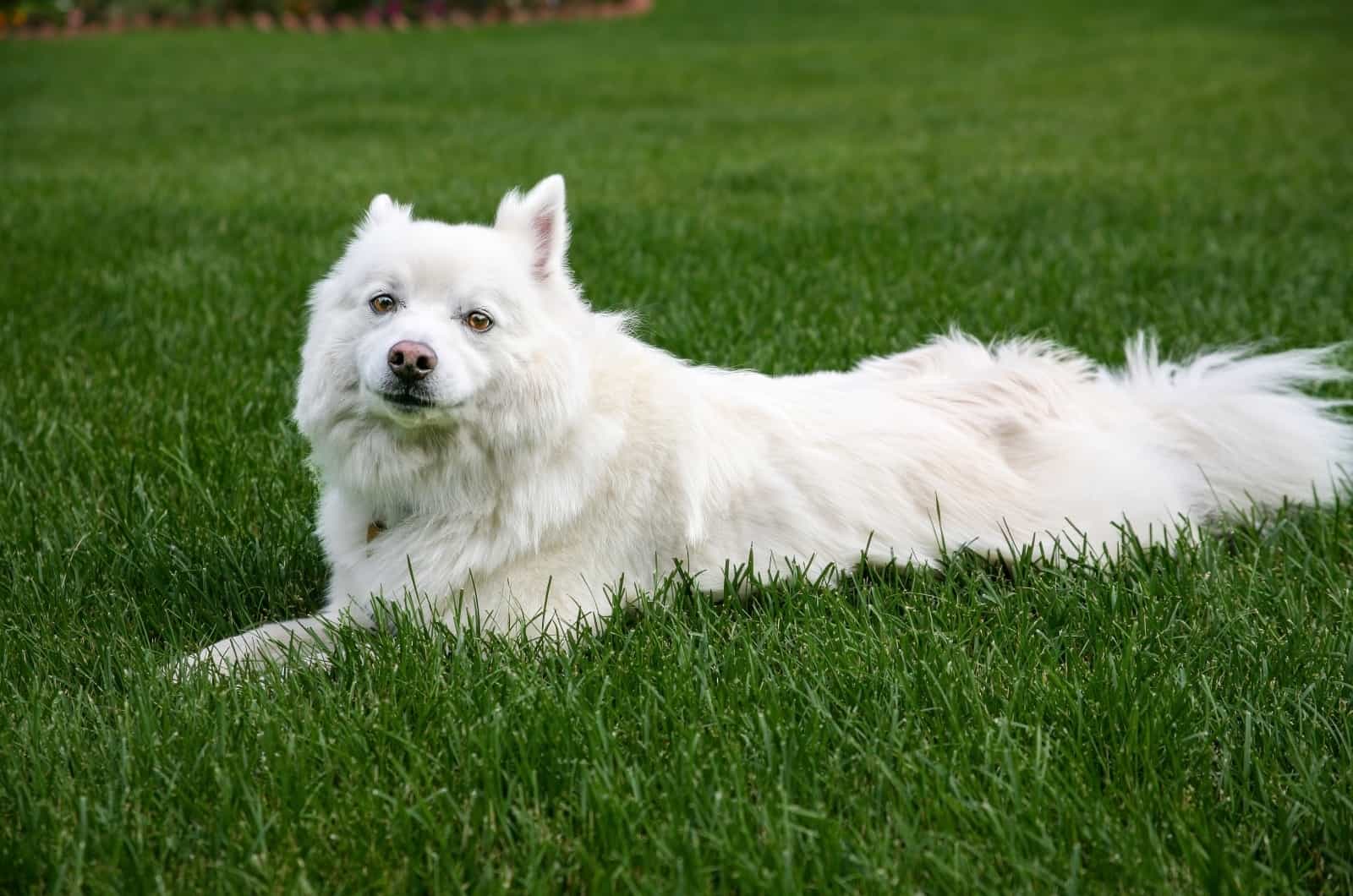 American Eskimo lying on grass