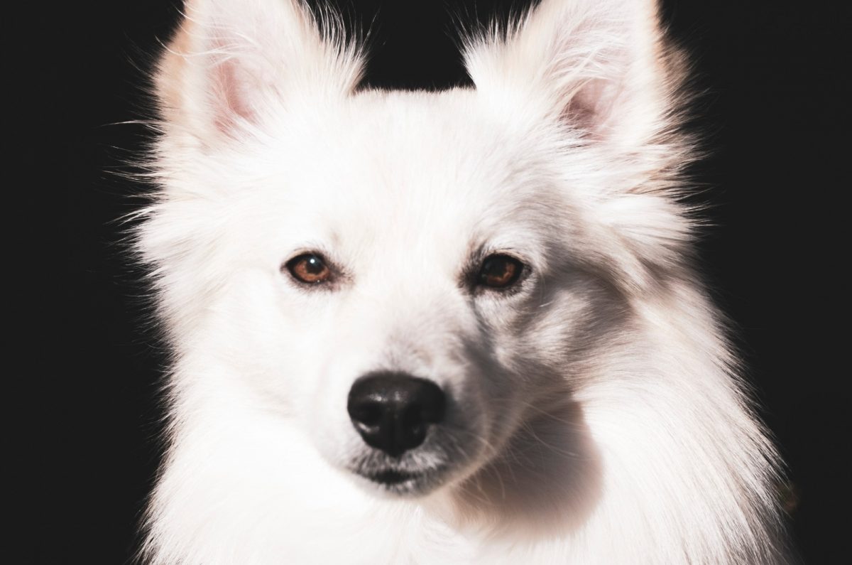 Meet 5 American Eskimo Breeders And The Affordable Eskie