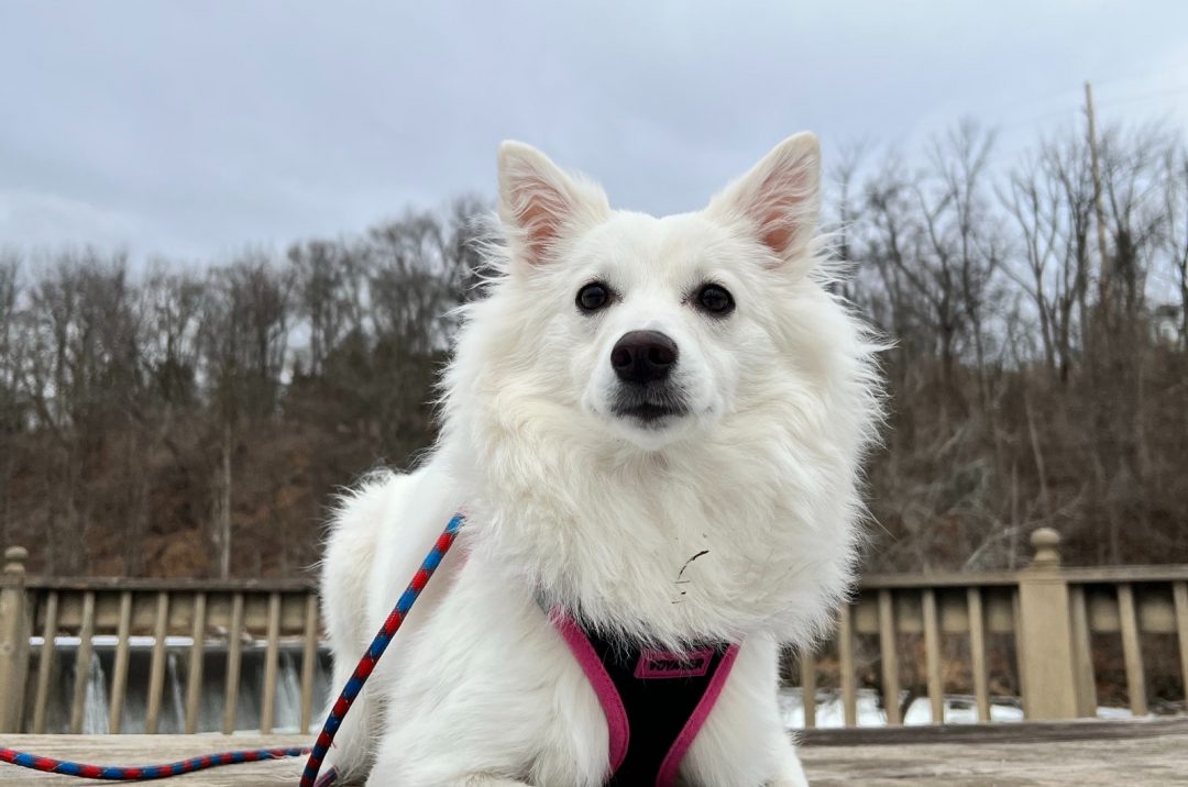 Meet 5 American Eskimo Breeders And The Affordable Eskie