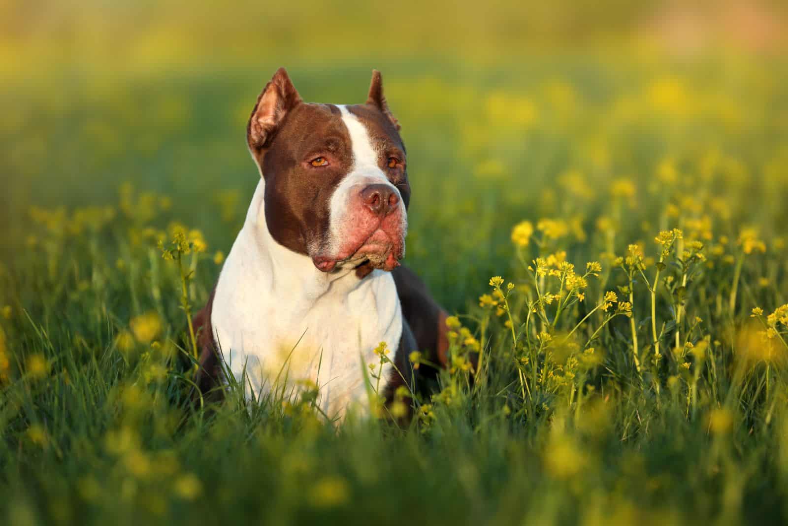 American Pitbull Terrier lies in the field