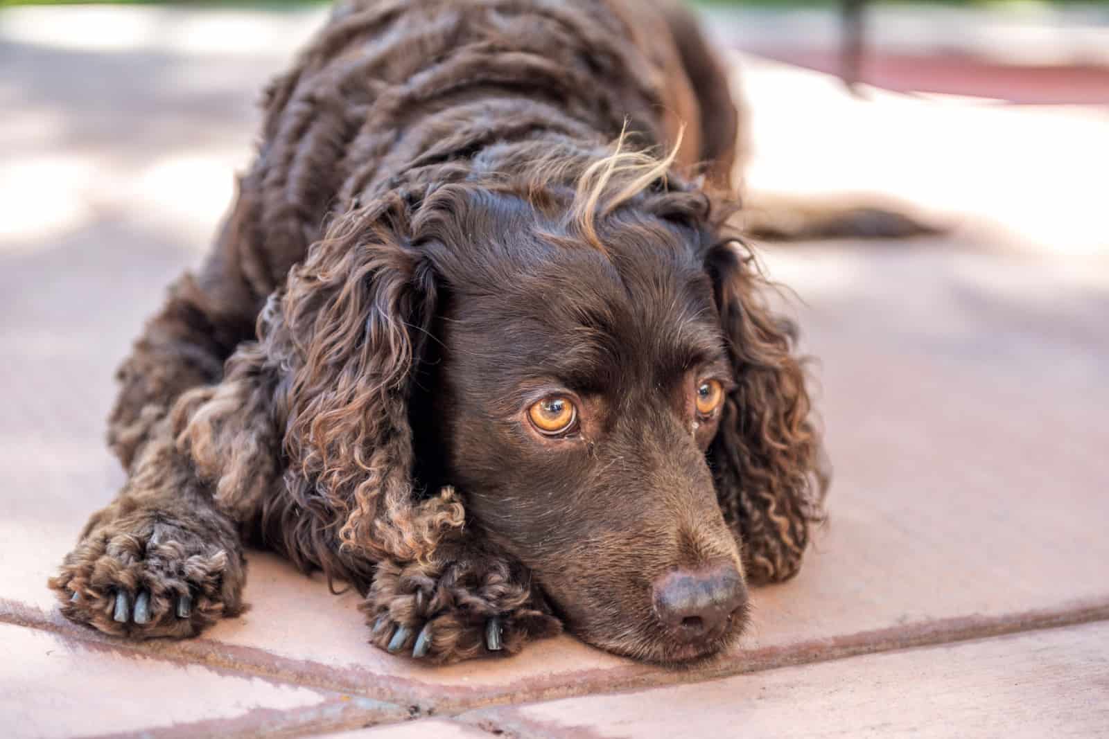 American Water Spaniel resting.