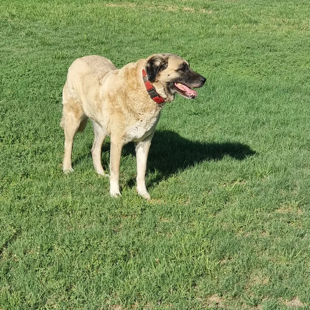 An Anatolian Shepherd stands in a field and looks around
