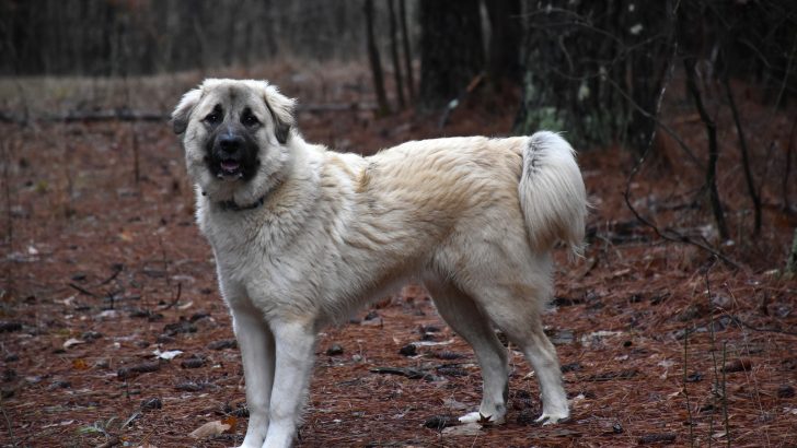 Anatolian Shepherd Colors: Picking The Prettiest Shade