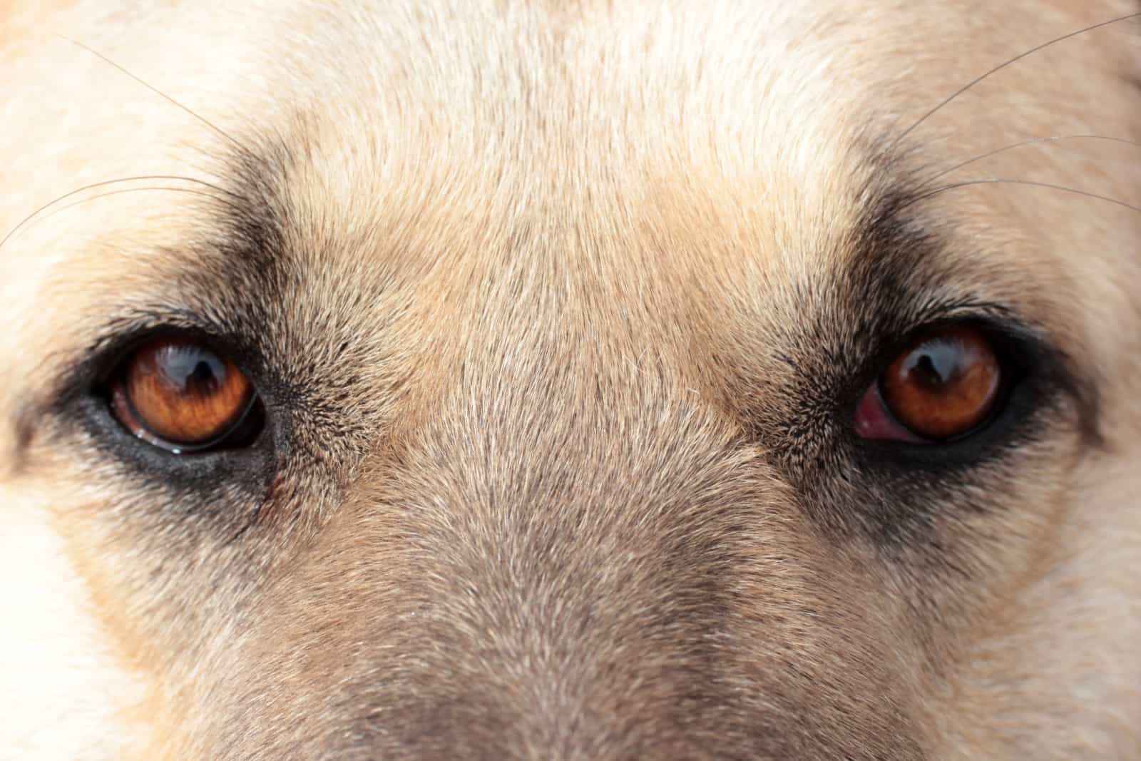 Anatolian Shepherd eyes