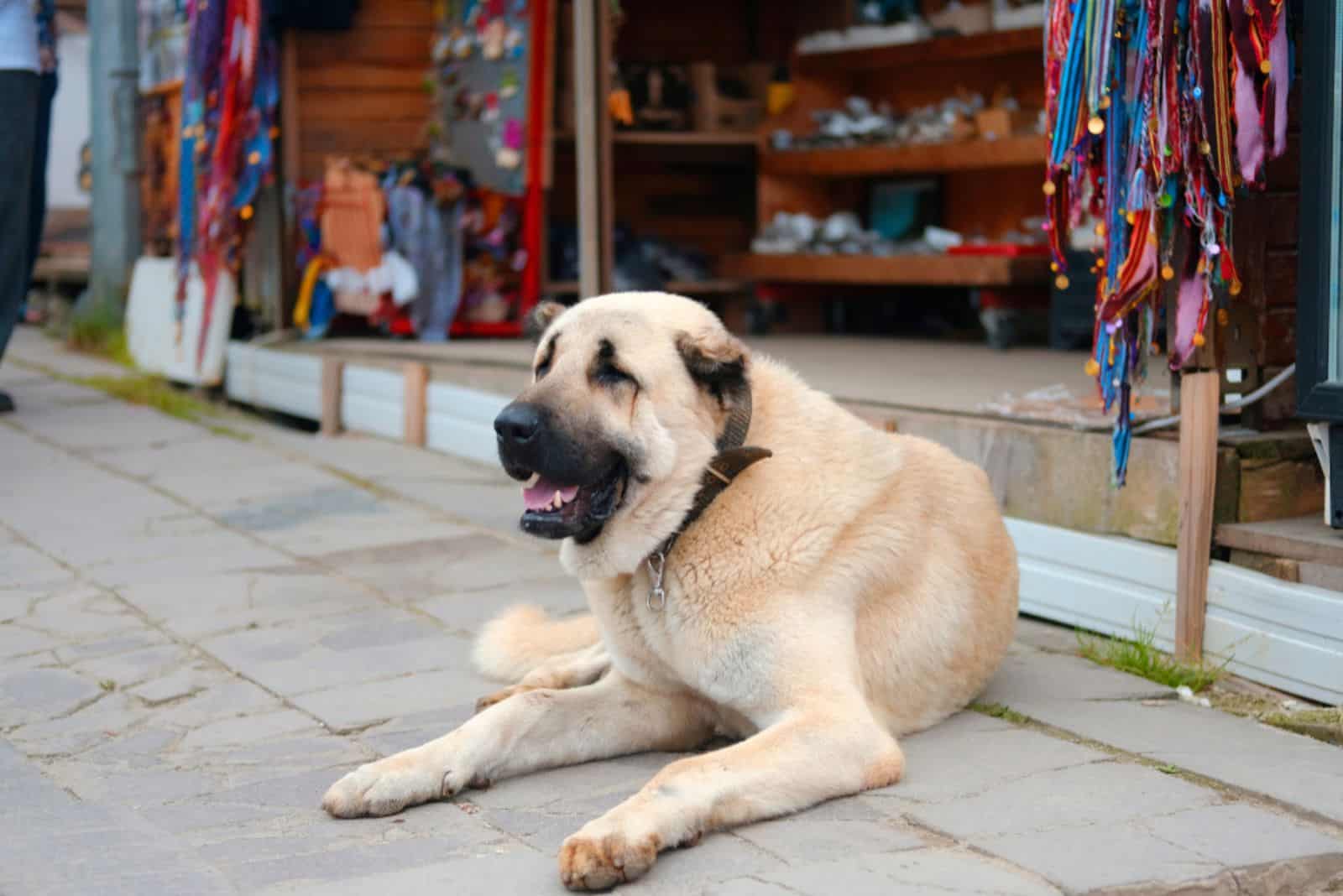 Anatolian Shepherd lying on the pavement