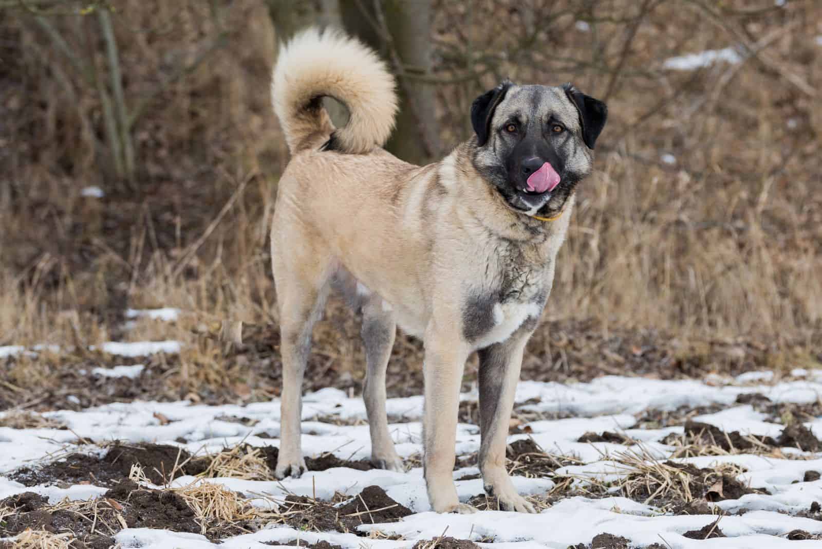 Anatolian Shepherd stands on the snow and licks himself