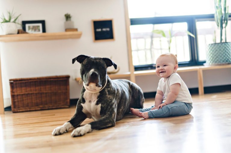 baby girl sitting with pitbull on the floor