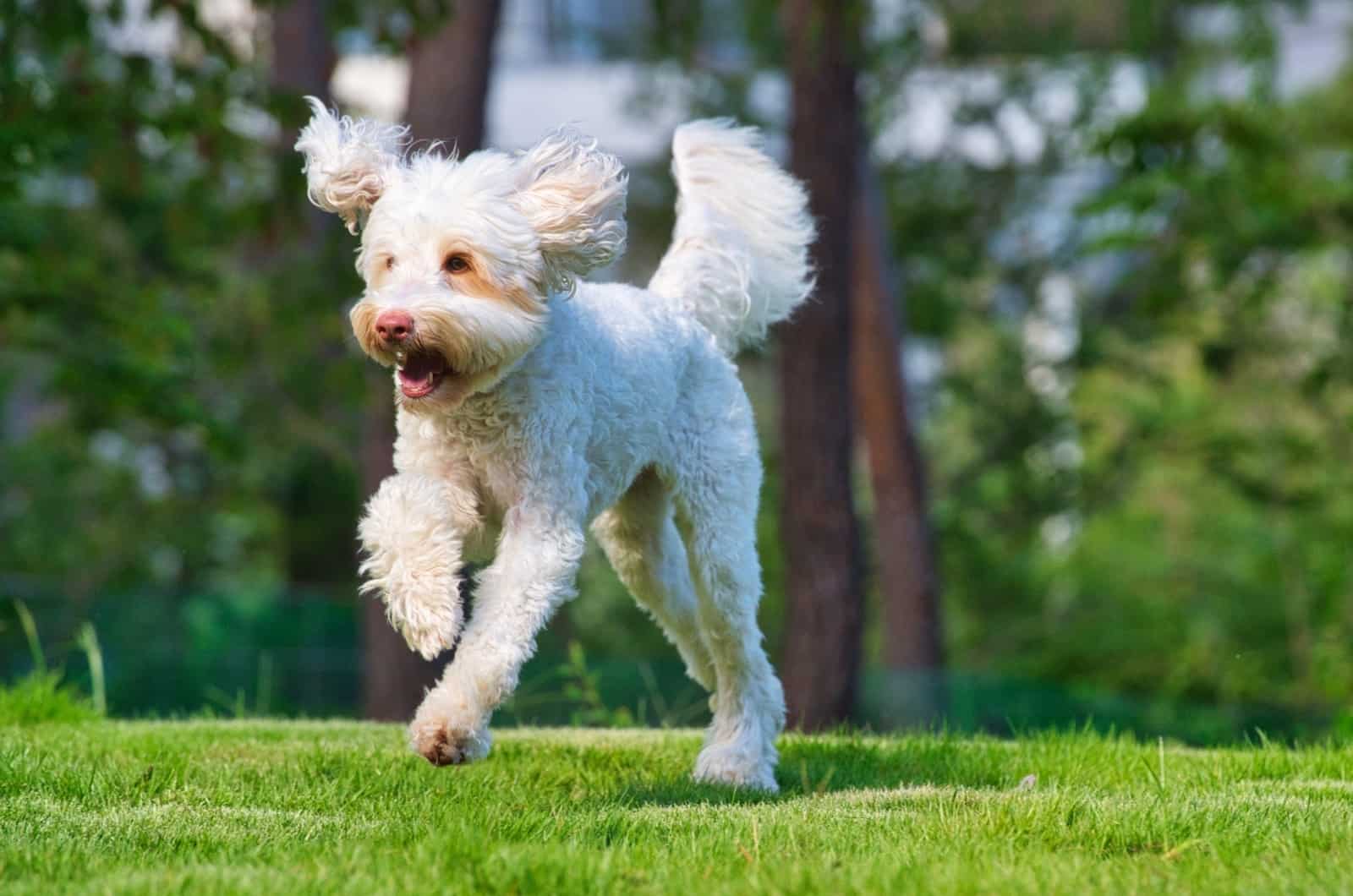 Australian Labradoodle running on grass