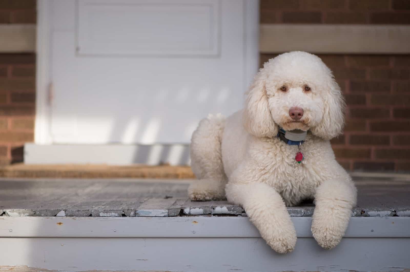 Australian Labradoodle sitting by door