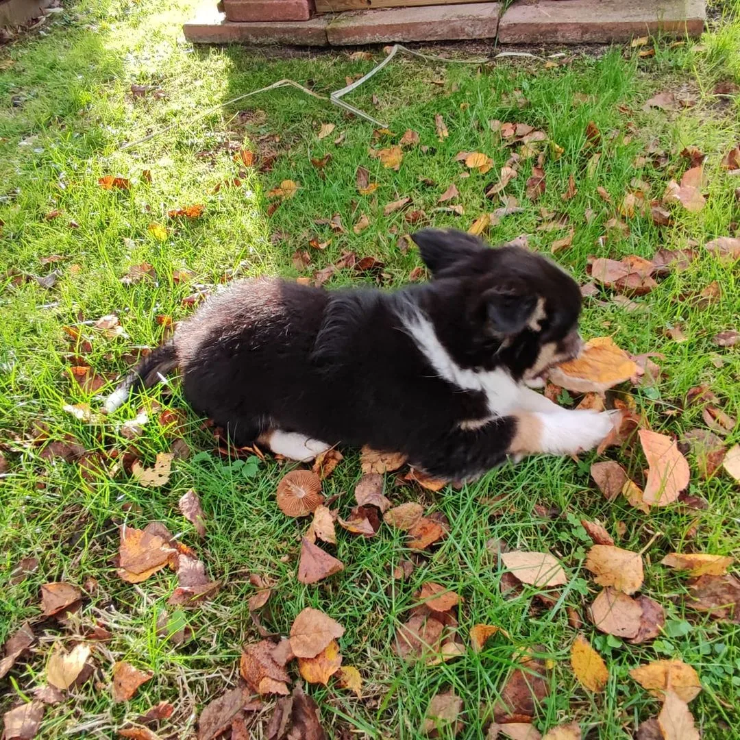 Australian Shepherd Chihuahua Mix Dog lying on grass