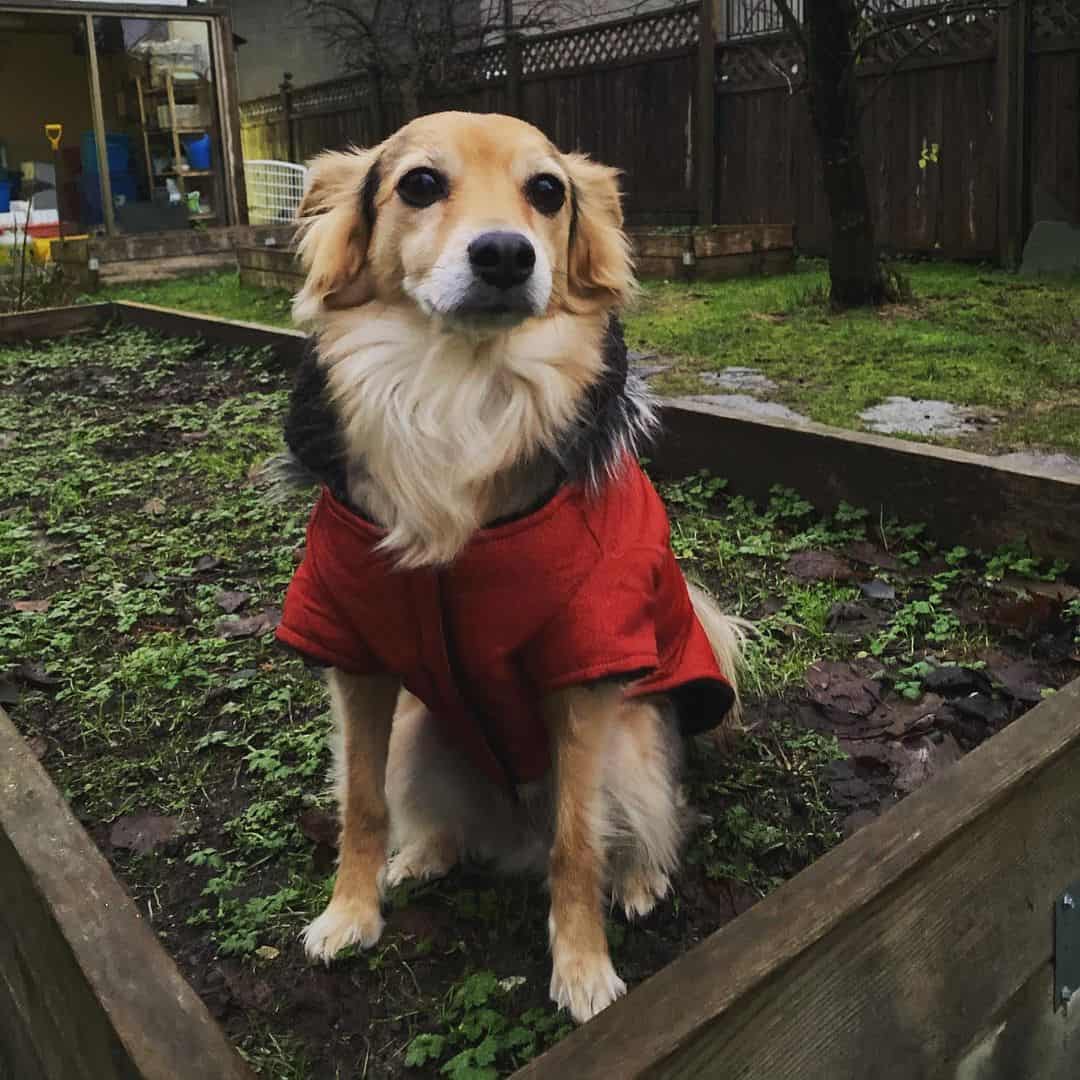 Australian Shepherd Chihuahua Mix sitting outside