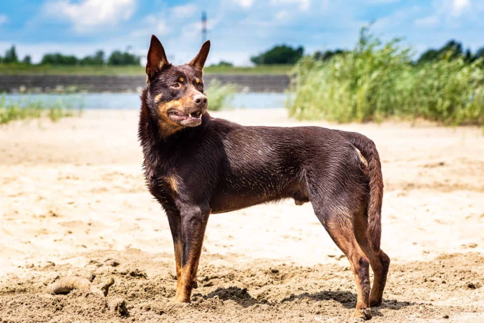 Autralian kelpie dog breed in the sand 