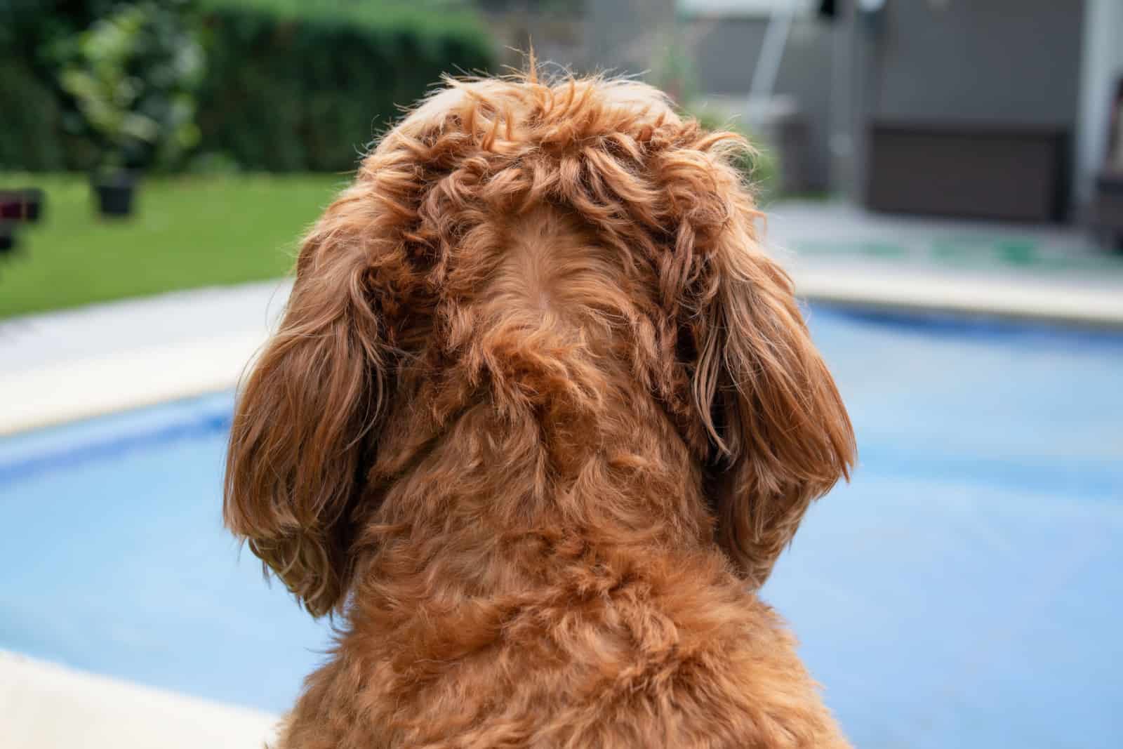 labradoodle with alopecia