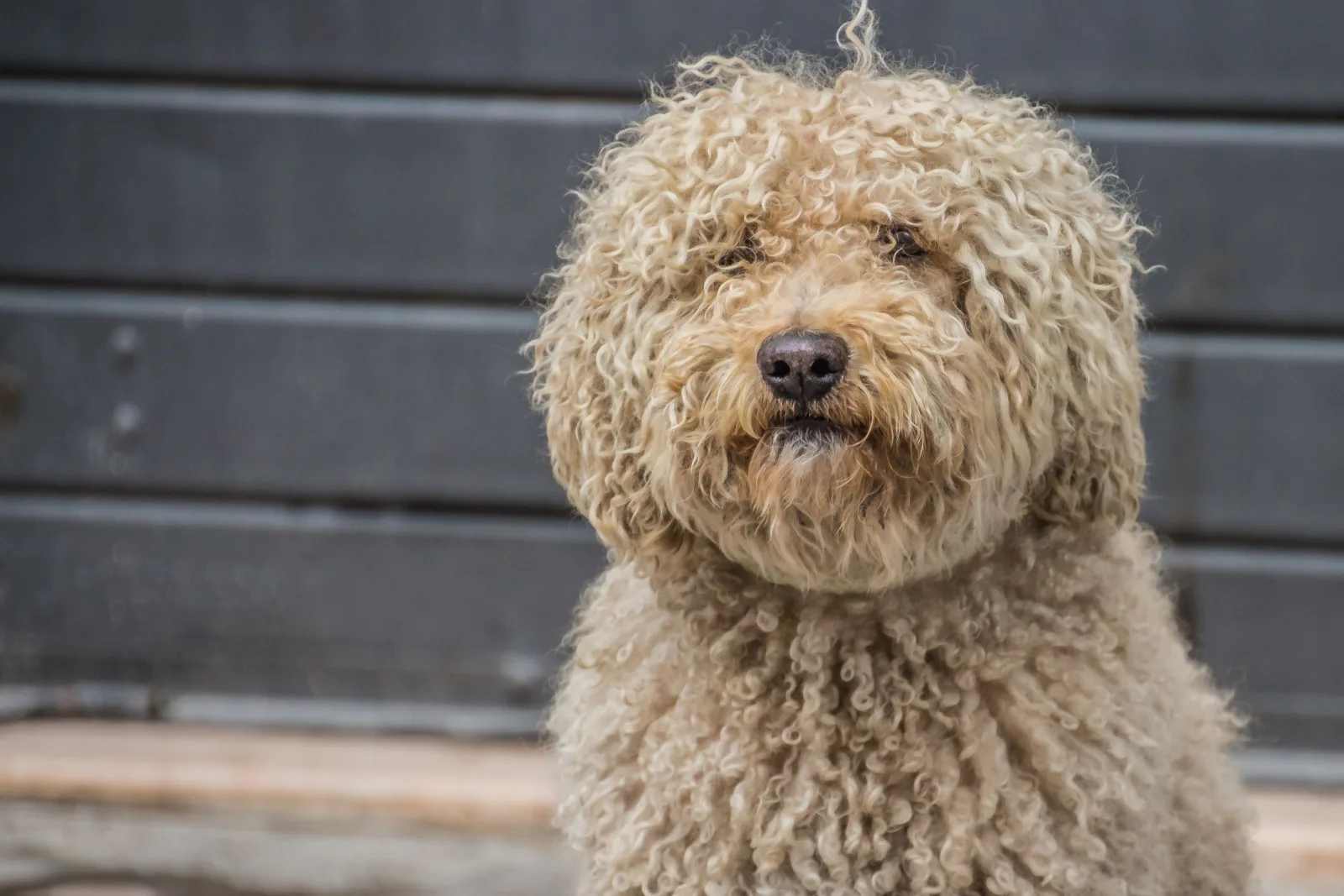 Barbet dog portrait in street background.