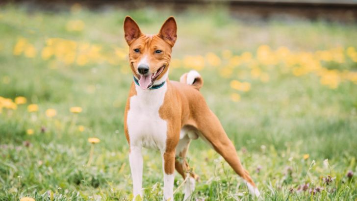 Basenji Growth Chart – How Big Is The Smallest Hound?