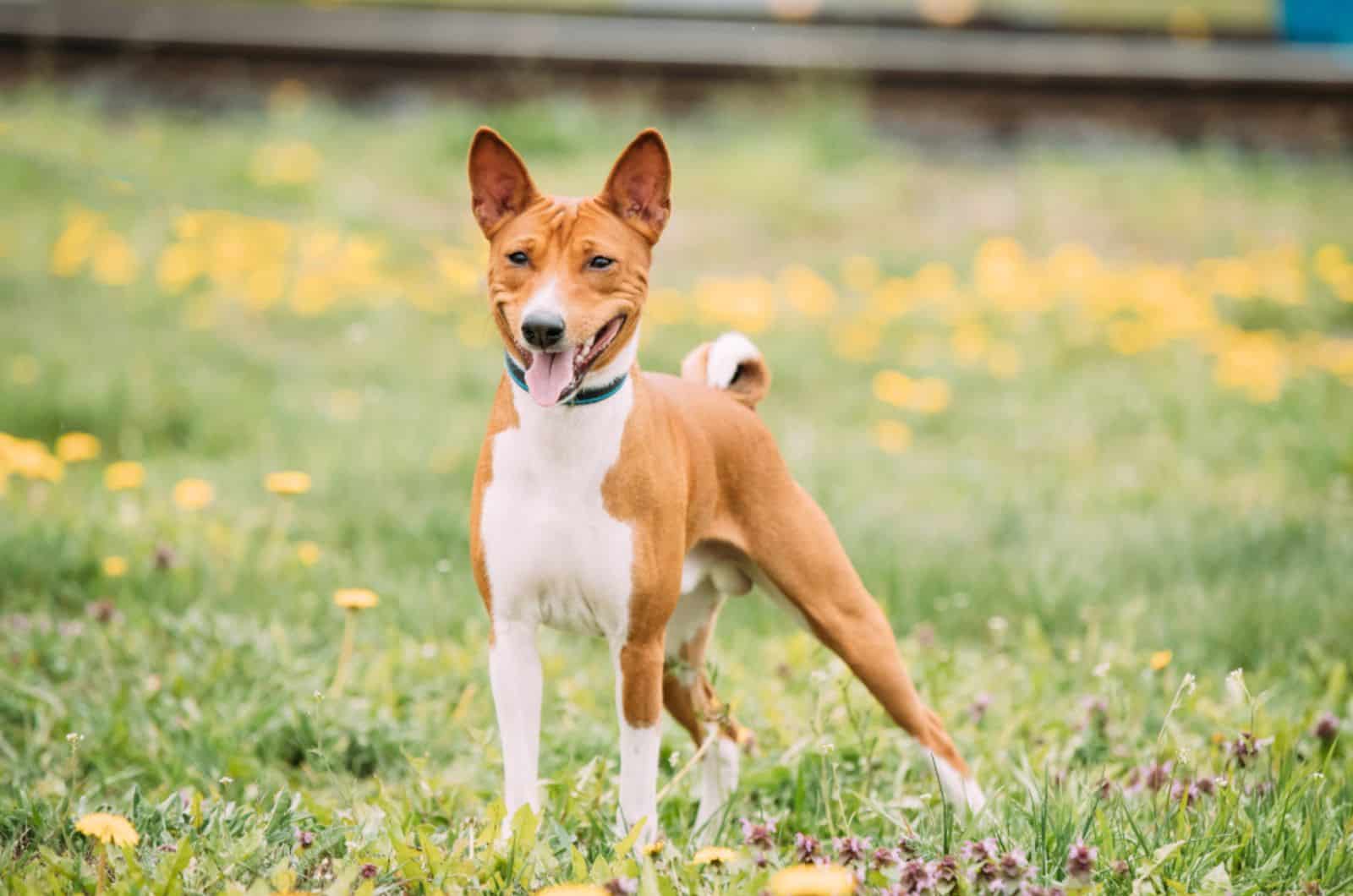 basenji dog on a meadow