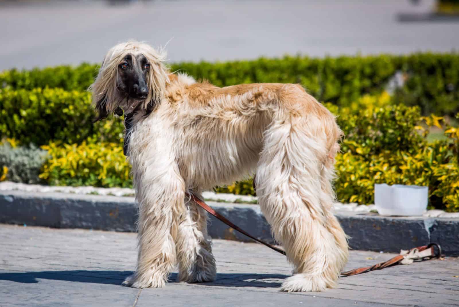 Beautiful afgan hound standing outdoor