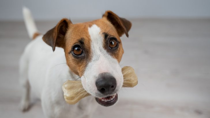 Beefhide Vs Rawhide: Which One Is Better For Your Dog If Any