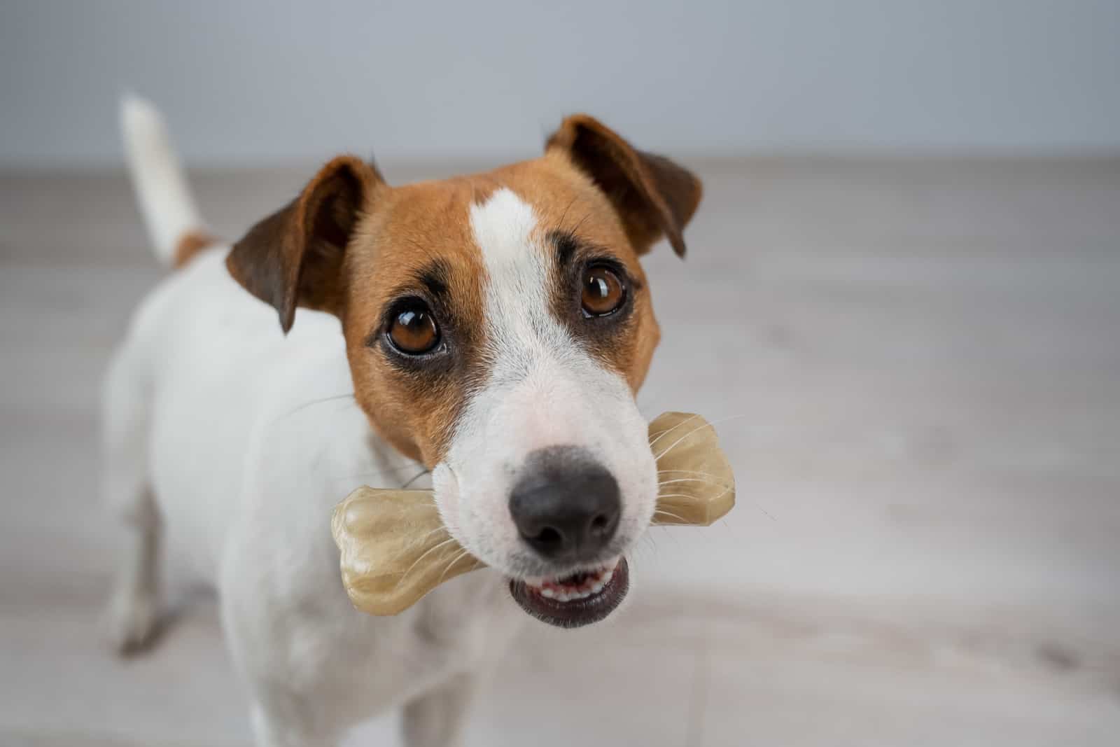 jack russell terrier holding a toy