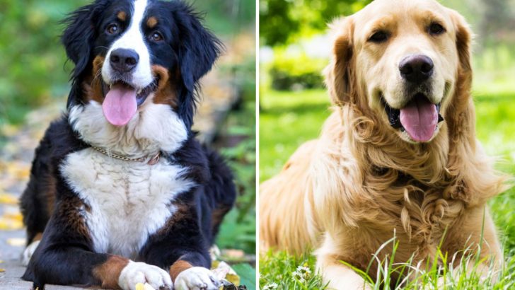 Bernese Mountain Dog Golden Retriever Mix – A Friendly Giant